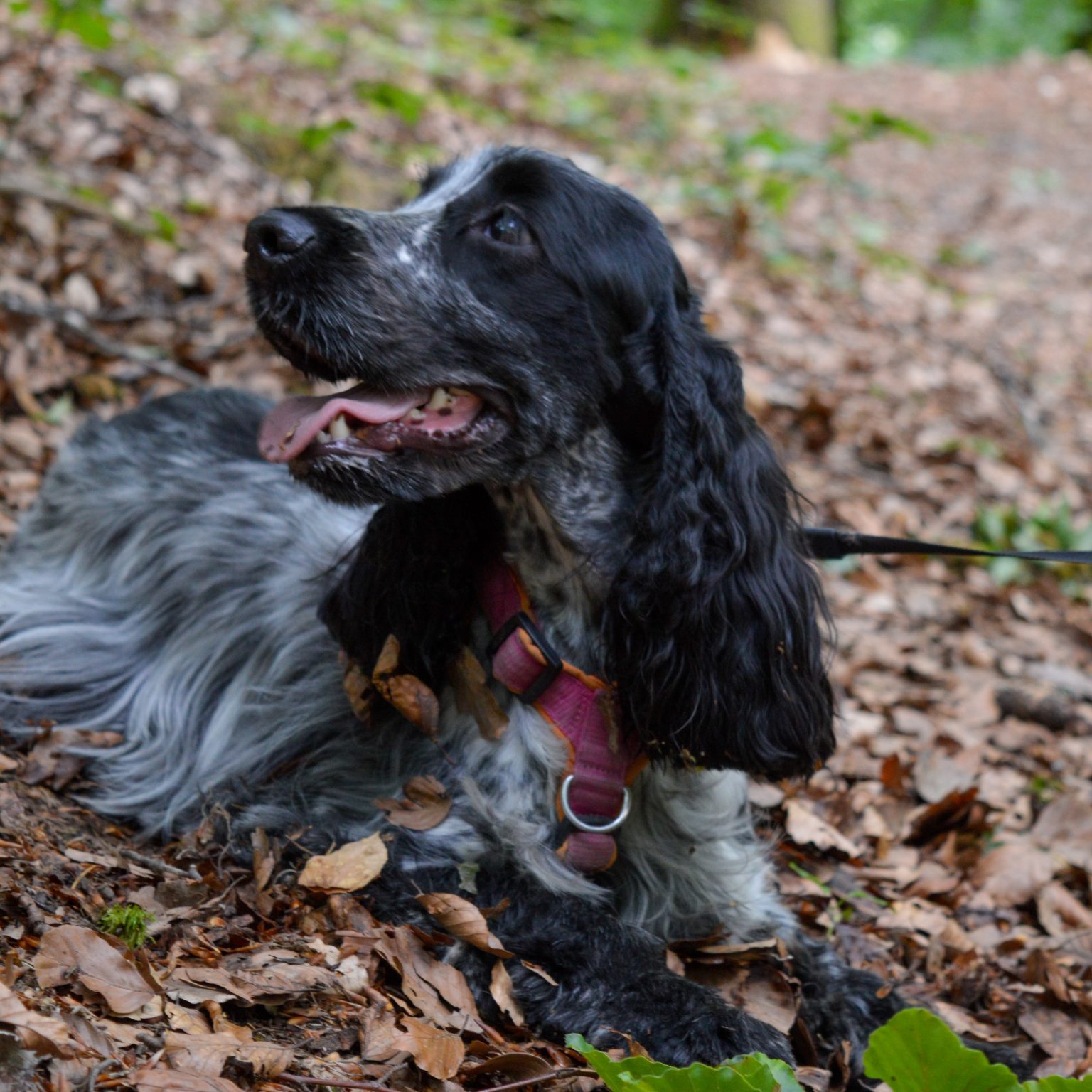 Cocker Spaniel Breed Profile