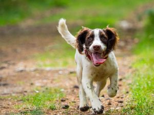 springer spaniel breed details