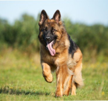 german shepherd 2