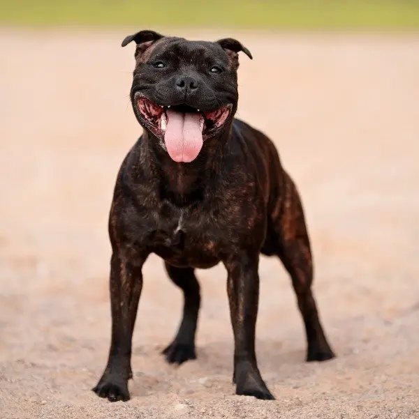 is the staffordshire bull terrier a descendant of the bulldog