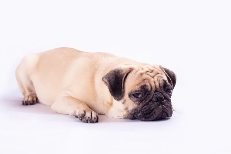 pug breed cover
