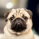 pug breed details hero