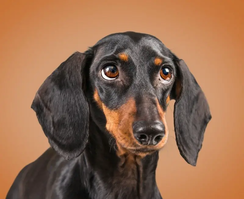 dachshund-profile-breed-final