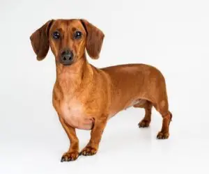 dachshund breed cover