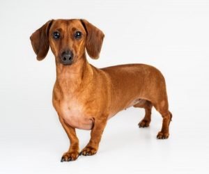 dachshund breed cover