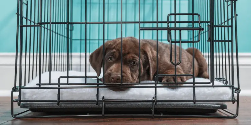 puppy lying in crate