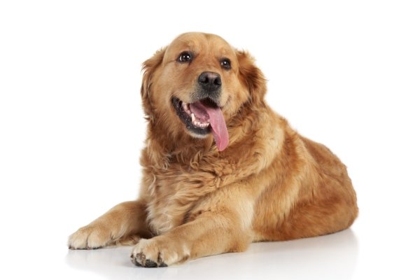 golden retriver breed cover