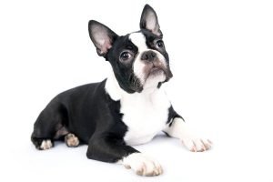 boston terrier breed cover