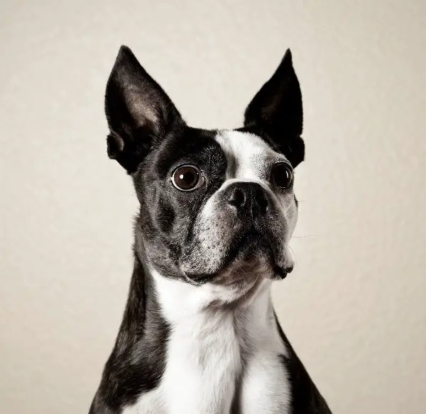 are boston terriers brachycephalic