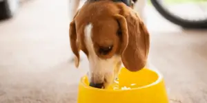 puppy beagle dog drinking water