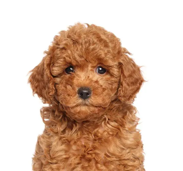 Poodle breed profile