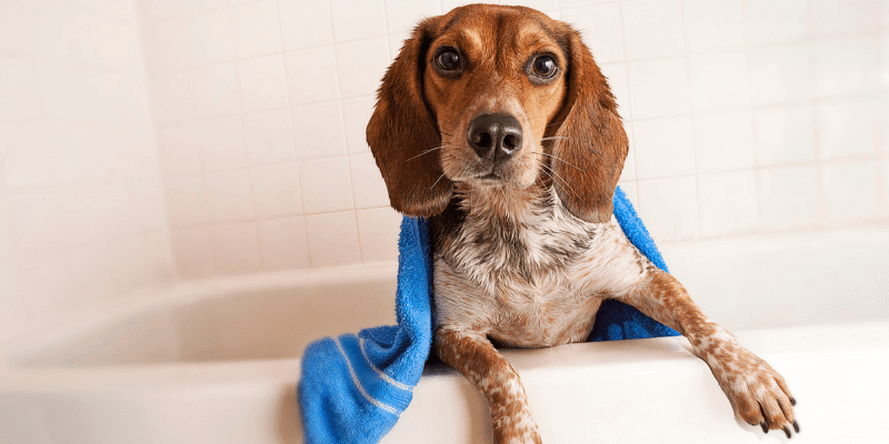 Puppy's first bath