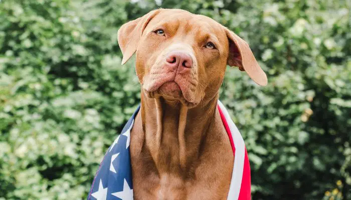 Most popular US dog breed by state study