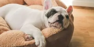 french bulldog dreaming