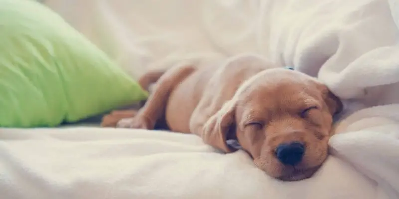 puppy dreaming