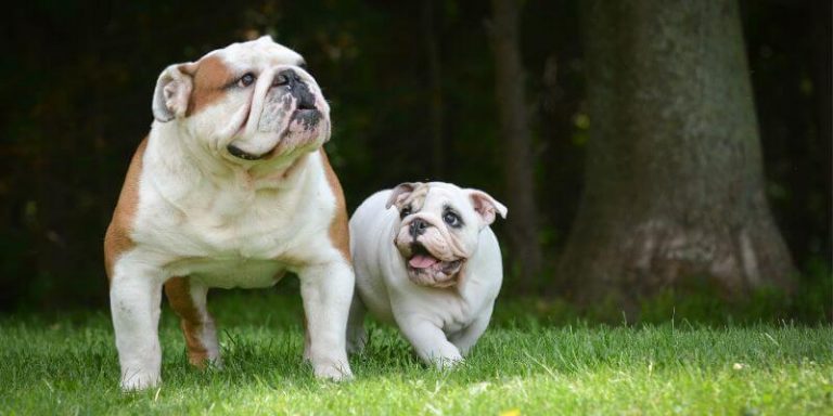 10-week-Old Puppy Development - What To Expect | ThePetJourney.com