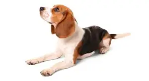 Beagle body image