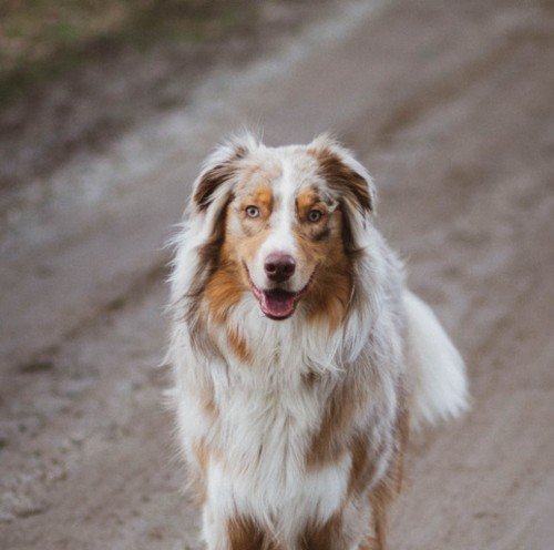 australian shepherd breed cover