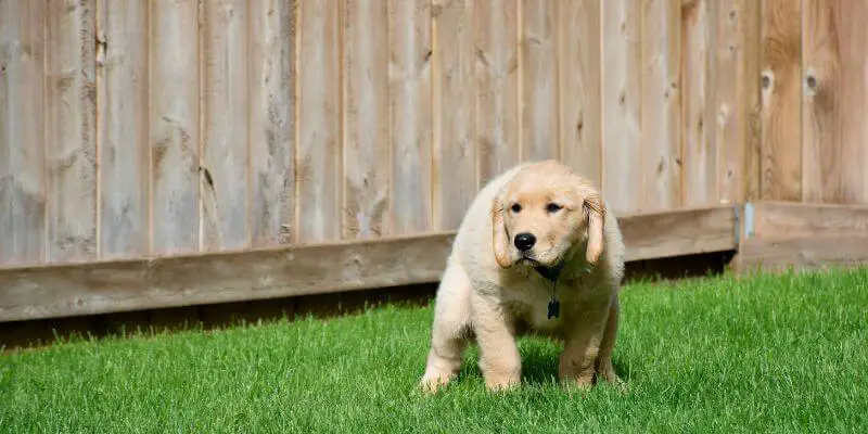 Puppy pooping in backyard