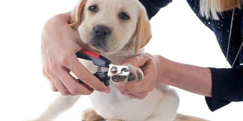 puppy trimming nails