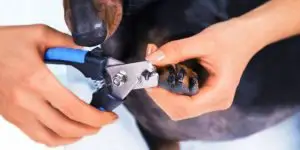 trimming a dashunds nails