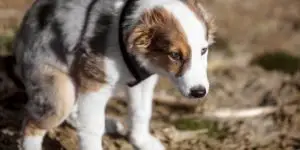 puppy pooping