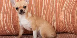Chihuahua puppy sitting on sofa, 4 months old female