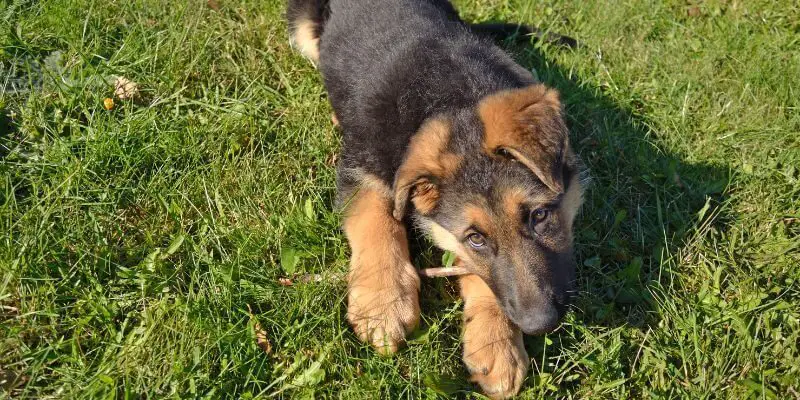 10 week old german shepherd puppy