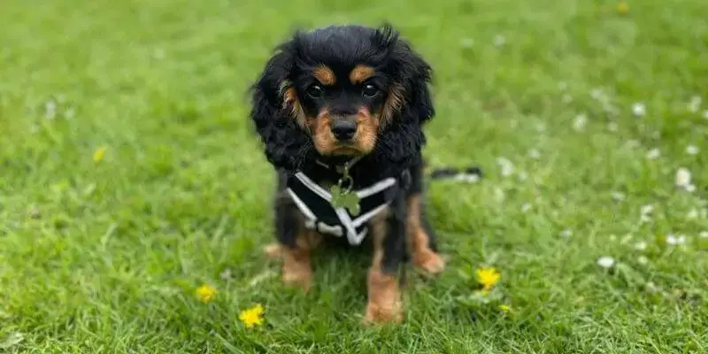 11 week cavalier king charles