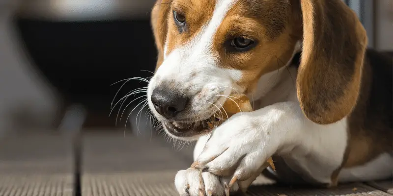 14 week beagle teething