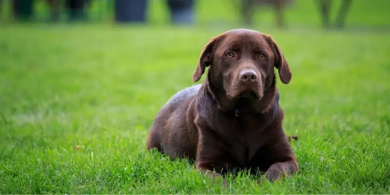 2nd most popular dog Labrador retriever