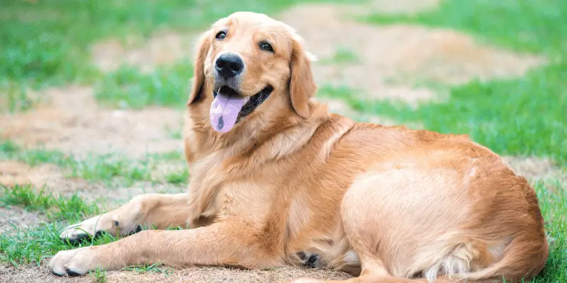 6 month old Labrador retriever