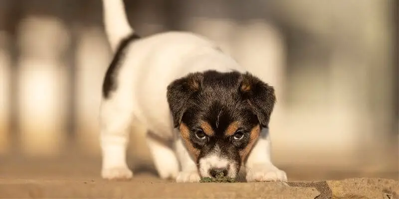 6 weeks old Jack Russell Terrier puppy in the garden