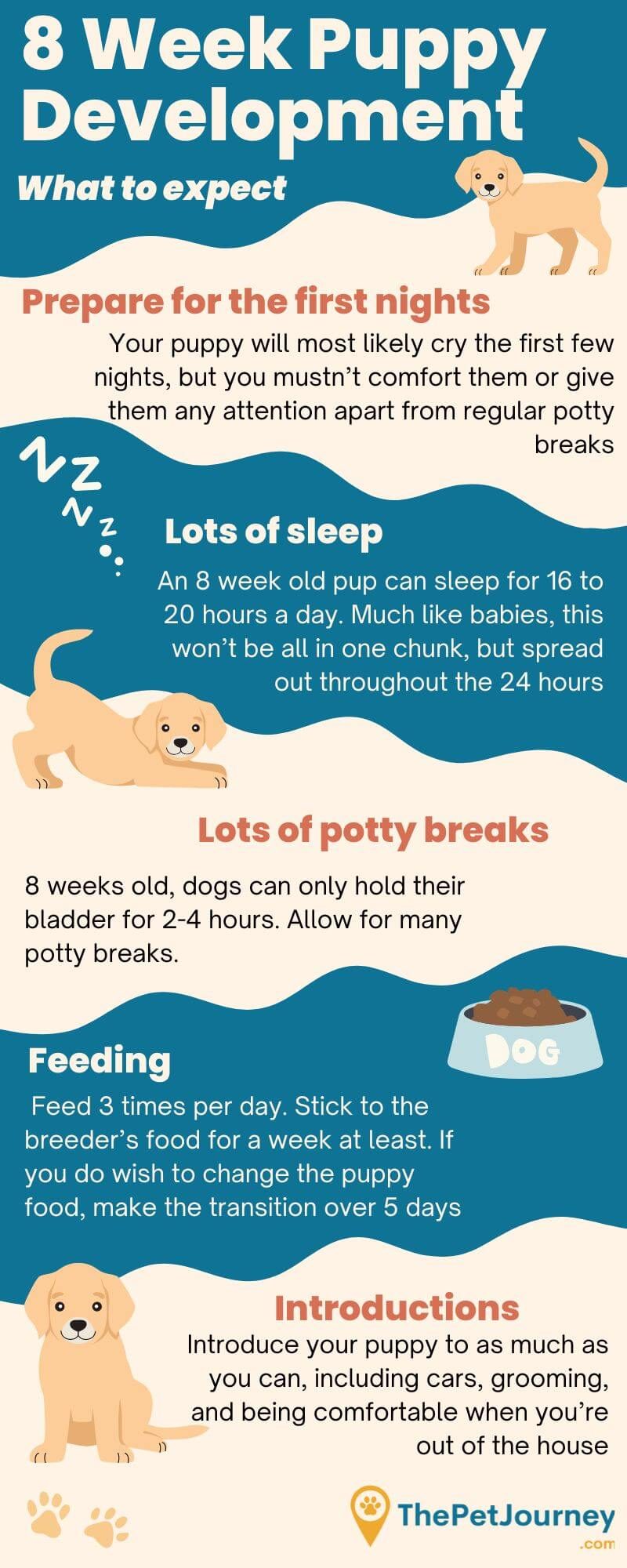 what is the best schedule for a puppy