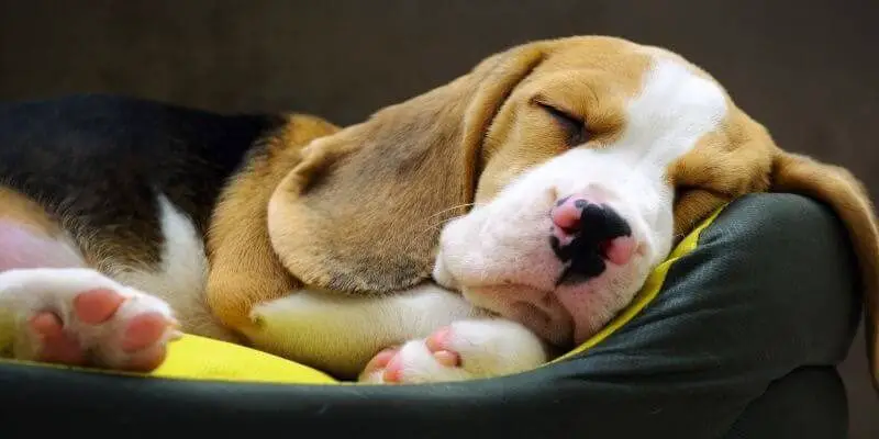 Beagle puppy barking in sleep