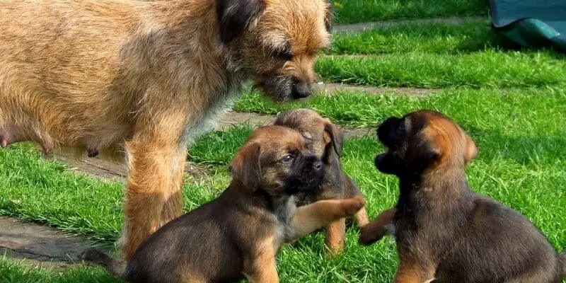 Border Terrier with 6 week old puppies playing
