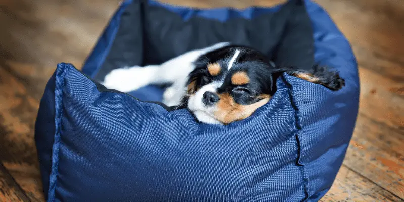 cavalier spaniel puppy on dog bed