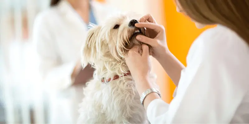 Checking teeth of Maltese dog