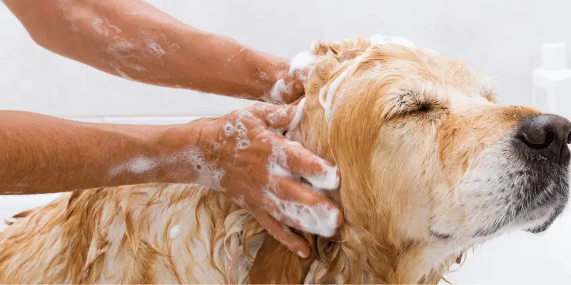 dog getting shampooed