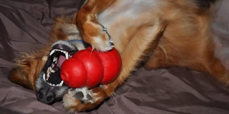 Dog with Kong toy