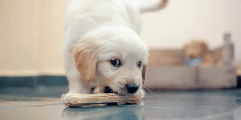 Golden Retriever puppy with bone