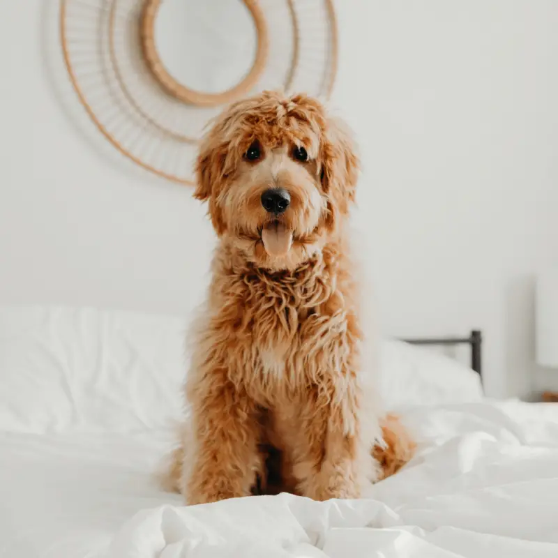 Goldendoodle