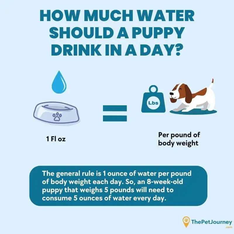 How much water should a puppy drink - tpj