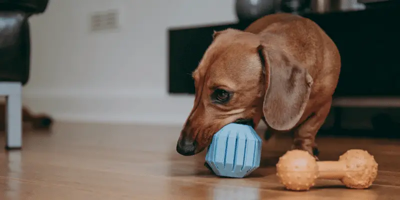 dog with toy