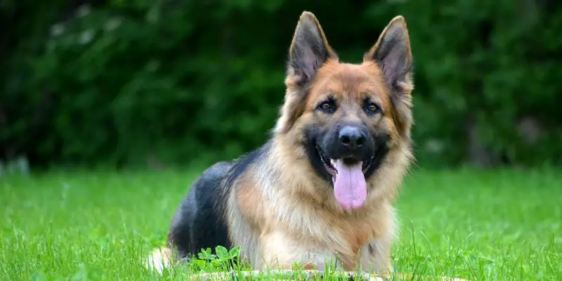 Most popular dog breed in the US - German shepherd