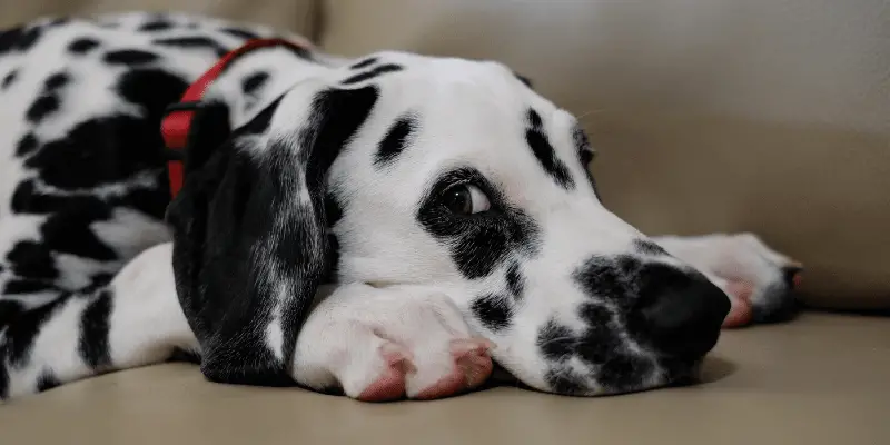 Dalmatian puppy alone