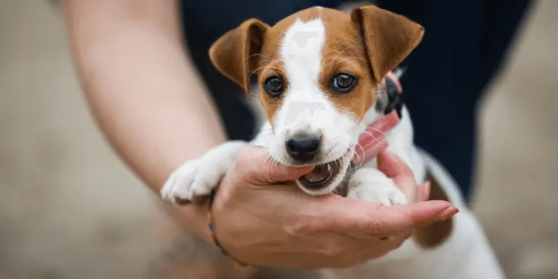 puppy biting behaviour