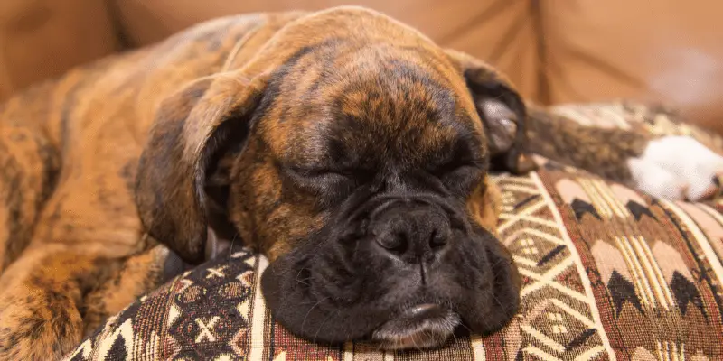 Boxer puppy sleeping