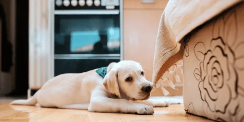 puppy chewing furniture