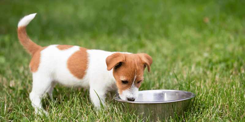 Puppy drinking bowl of water